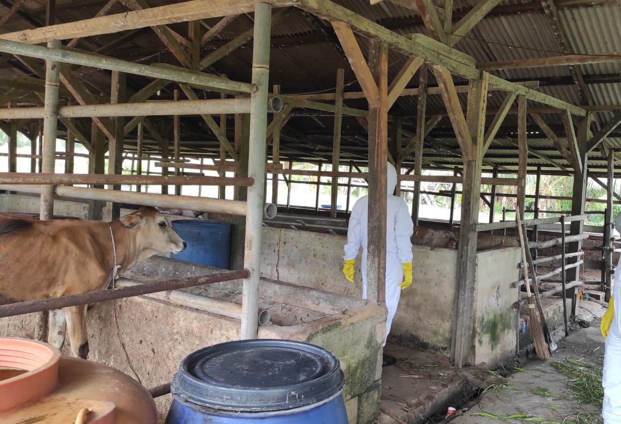 Sapi dari Luar Tak Bisa Masuk, Babar Bakal Kekurangan Stok