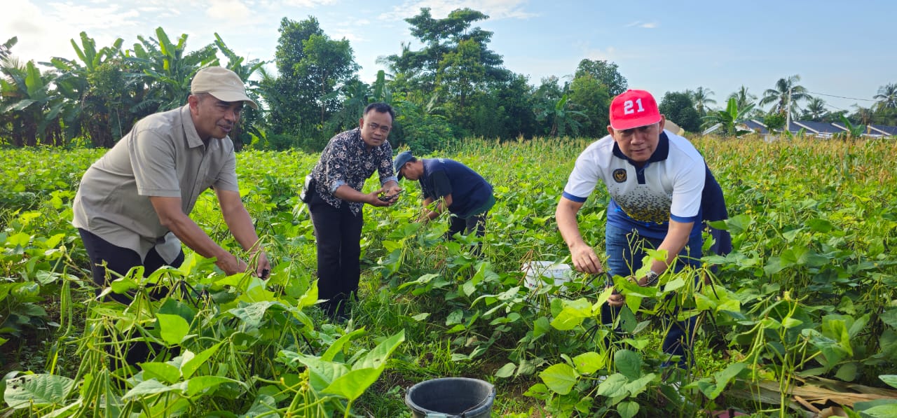 Lapas Pangkalpinang Panen Kacang Hijau Bersama Kakanwil Ditjenpas Babel