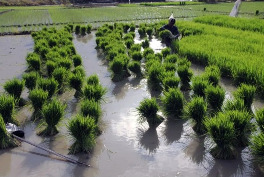 Revisi Perpres 59/2019 dan Urgensi Menyelamatkan Sawah Indonesia