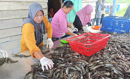 Koperasi Produsen Samudera Bakit Budidayakan Udang Vaname dari Bantuan CSR PT Timah Tbk