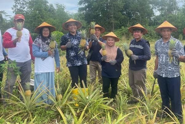 Kolaborasi PT Timah dan Kelompok Tani Air Jelutung Desa Badau Sulap Lahan Bekas Tambang Jadi Kebun Nanas 
