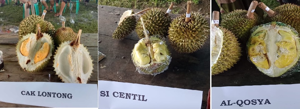  Puluhan Jenis Durian Ikuti Kontes, dari Cak Lontong Hingga Si Centil