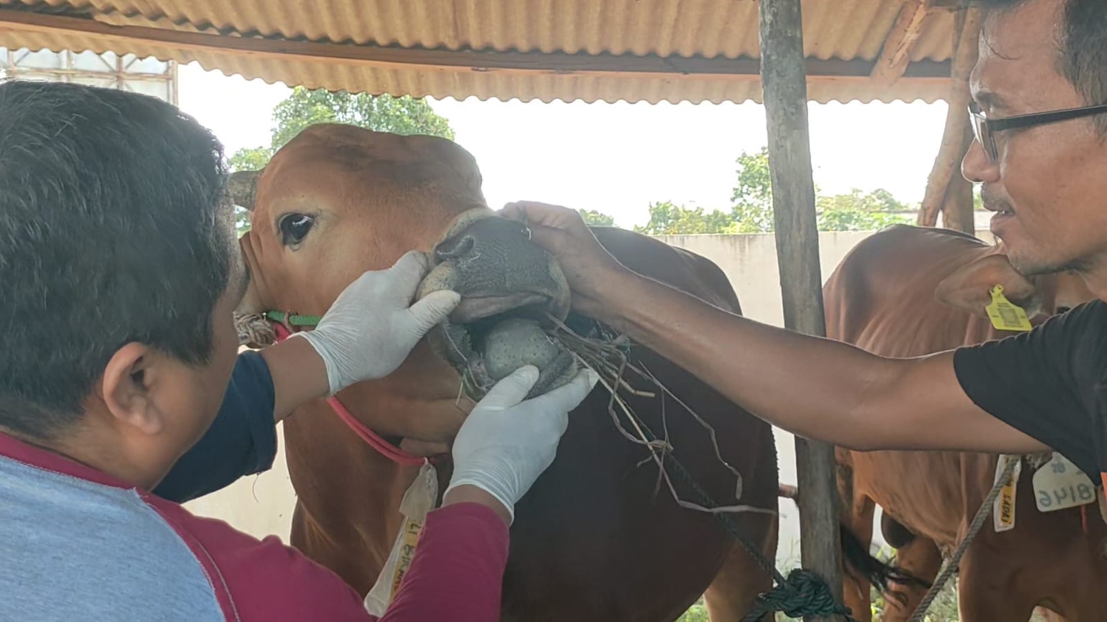 Pengawasan Hewan Kurban, di Basel Ratusan Sapi dan Kambing Dipastikan Sehat Jelang Iduladha 2026