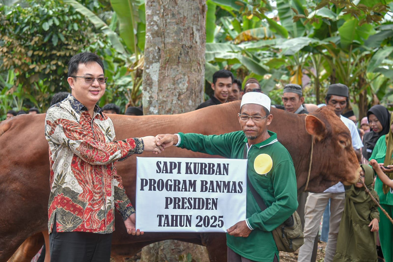 Sapi Dari Presiden Prabowo Diserahkan Bupati Markus