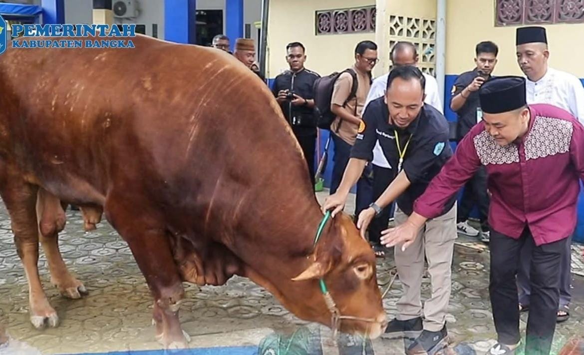 Sapi Kurban 918 Kg Bantuan Presiden Diserahkan Pj Bupati Bangka