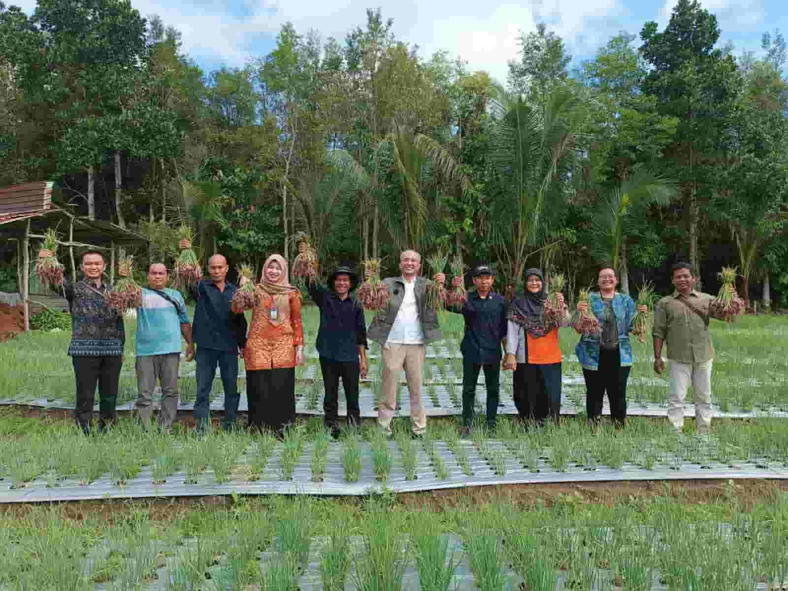 BI Babel dan Gapoktan Timur Makmur Desa Air Mesu Bangka Tengah Panen 2 Ton Bawang Merah