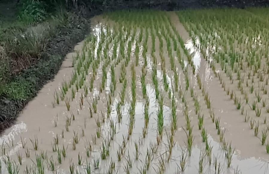 Polemik Limbah Dipengairan Sawah Rias Akibat Tambang Ilegal, Tahang : Pelakunya Ditindak Tegas 