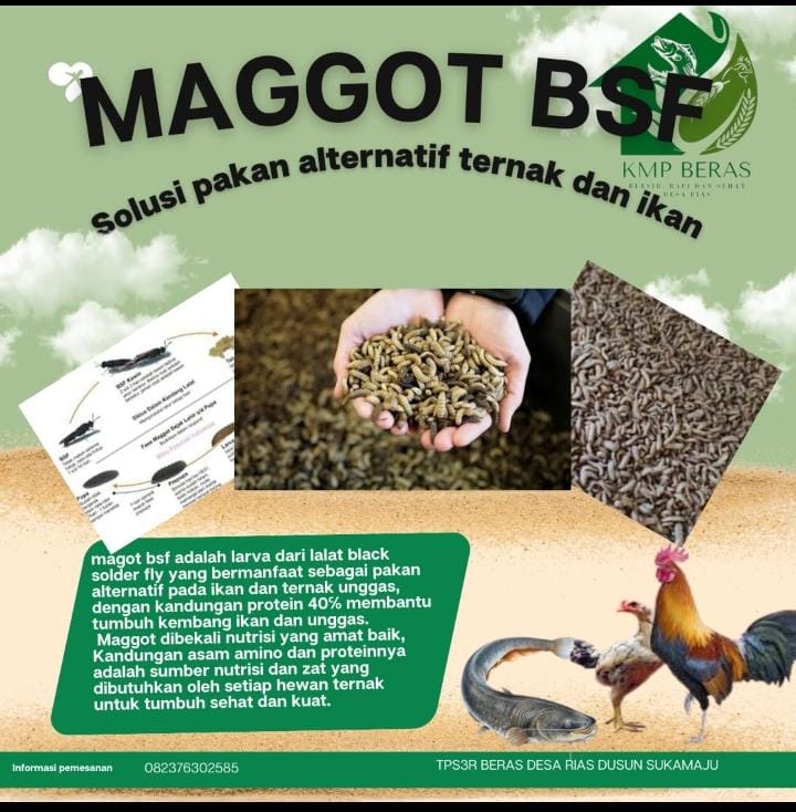 TP3SR Desa Rias Hasilkan Maggot, Baik Untuk Hewan Ternak 