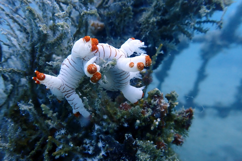 Warisan untuk Laut, PT Timah Konsisten Tenggelamkan Artificial Reef