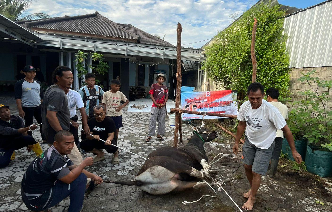 PKS Bagikan Seribu Daging Sapi Kurban  ke Masyarakat Wilayah Koba dan Para Kader 
