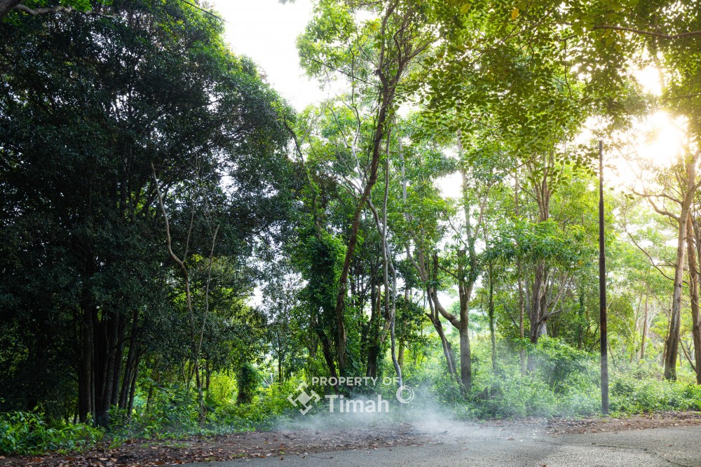 Konservasi Hutan Kehati, Langkah Nyata PT Timah Menuju Keberlanjutan