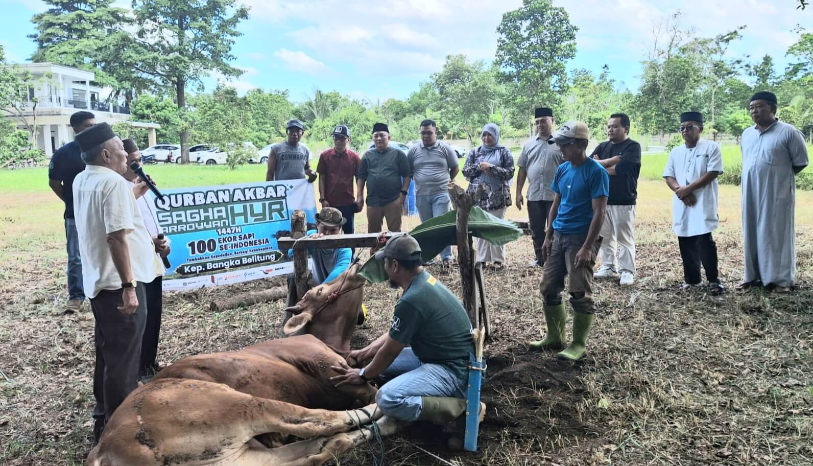 Momentum Hari Raya Qurban, Tokoh Pejuang Babel Potong Sapi dari Arroyyan-HYR