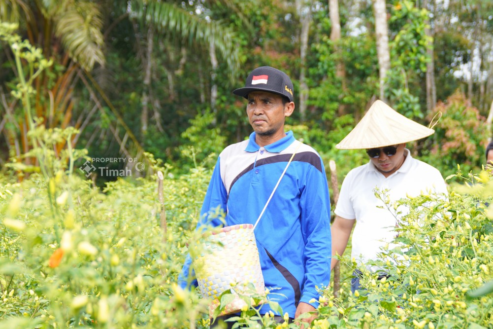 Didukung PT Timah, Gapoktan Sinar Baru Bangka Selatan Andalkan Budidaya Cabai untuk Kesejahteraan Petani