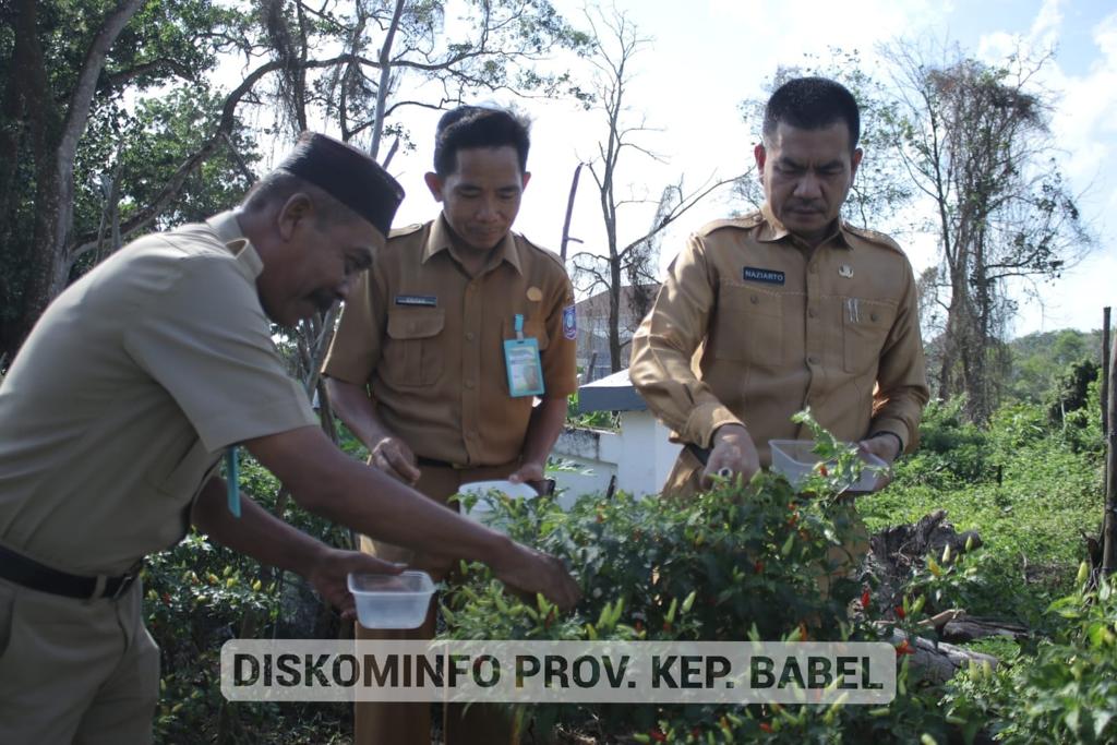 Lahan Penuh Semak Kantor Gubernur Kep. Babel Dimanfaatkan untuk Menanam Sayur