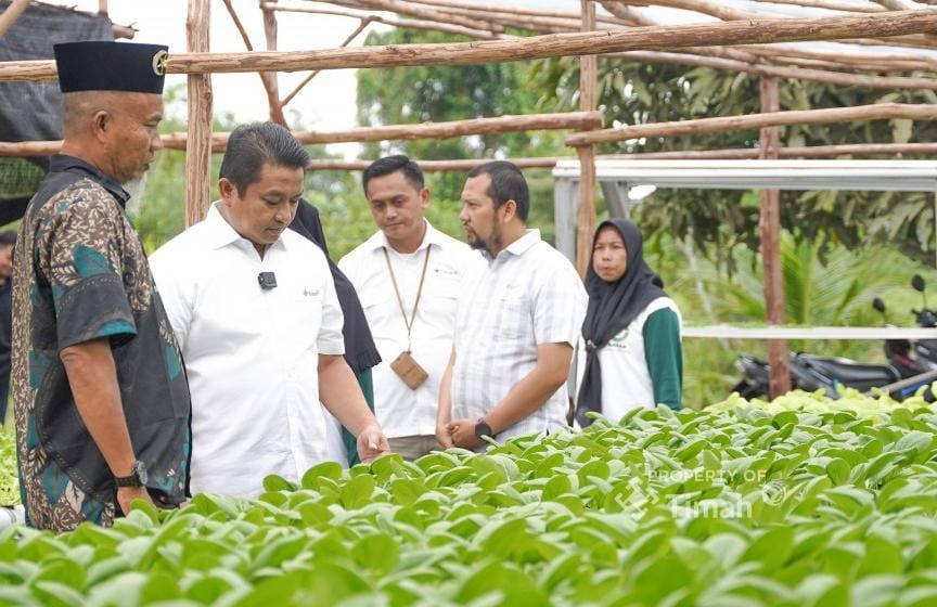 Bersama PT Timah, Kelompok Hidroponik Lanjut Bestari Bangun Ketahanan Pangan dari Desa