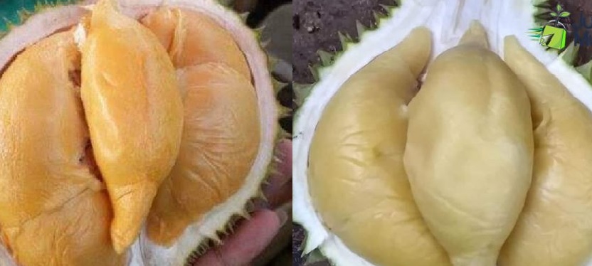  Fantastis! Harga Durian Unggulan di Bangka Barat Dibandrol Hingga Rp 1 Juta