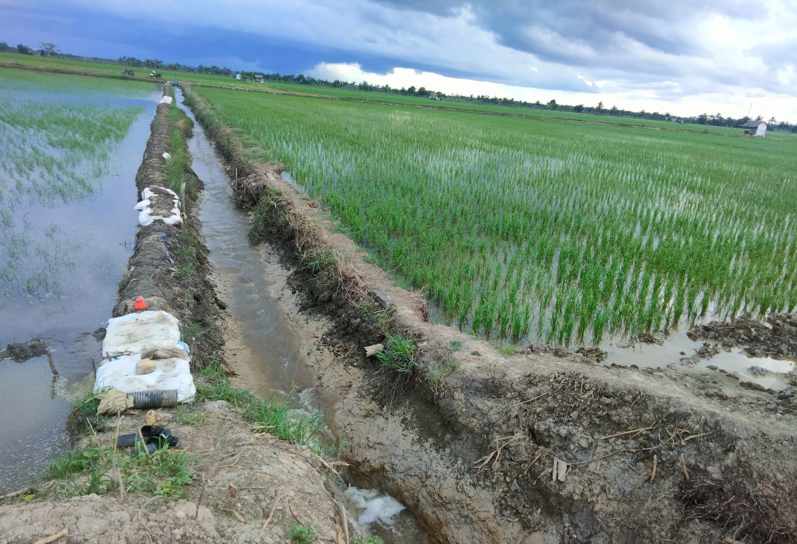 Sawah Rias Kemasukan Air Laut, Petani Sudah 3 Malam Berjaga