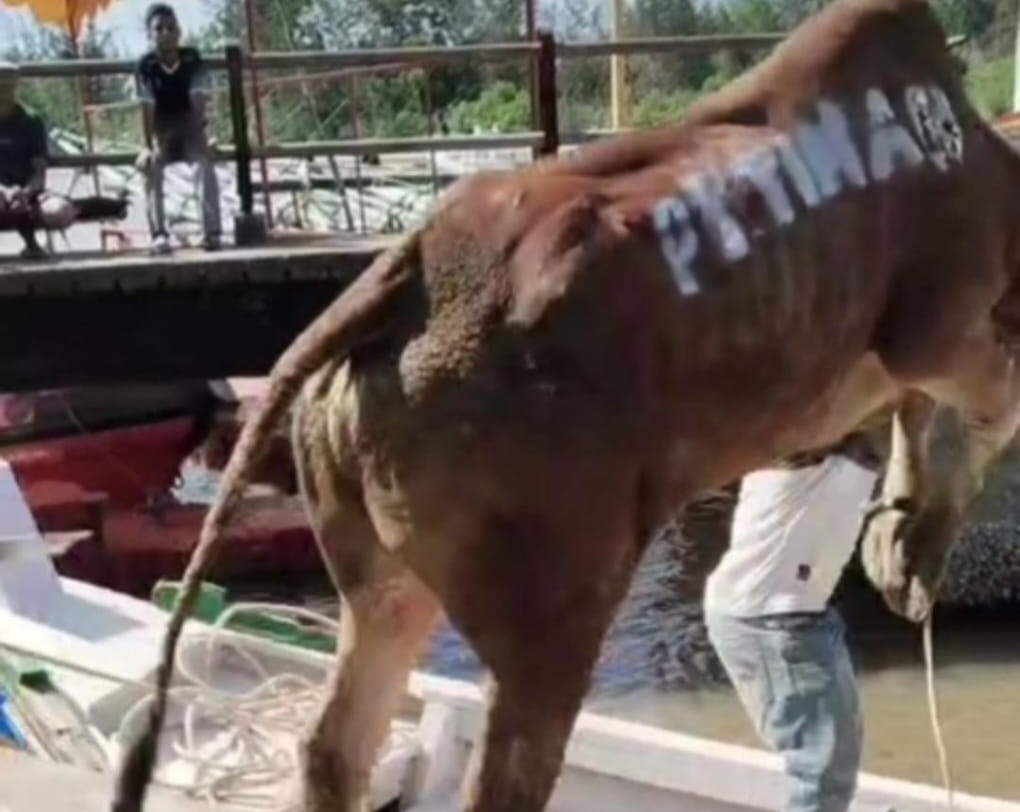 Sapi Kurban Loncat dari Dermaga ASDP Manggar