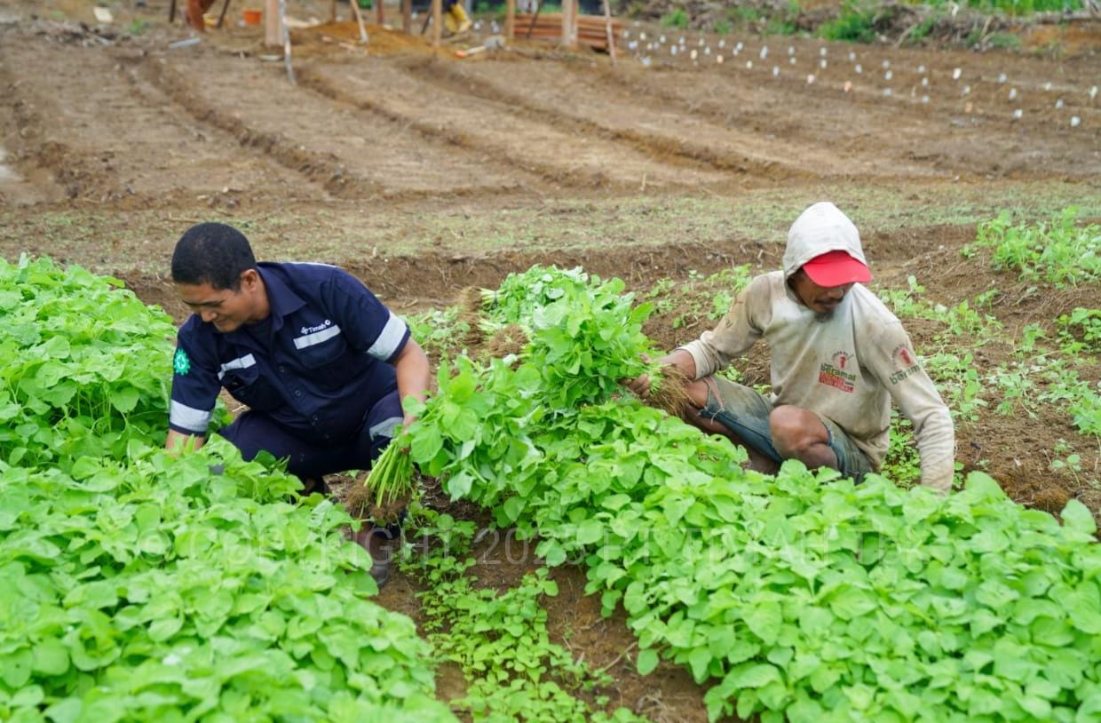 Farm Estate Tanjung Ular PT Timah, Manfaatkan Lahan Untuk Dukung Asta Cita