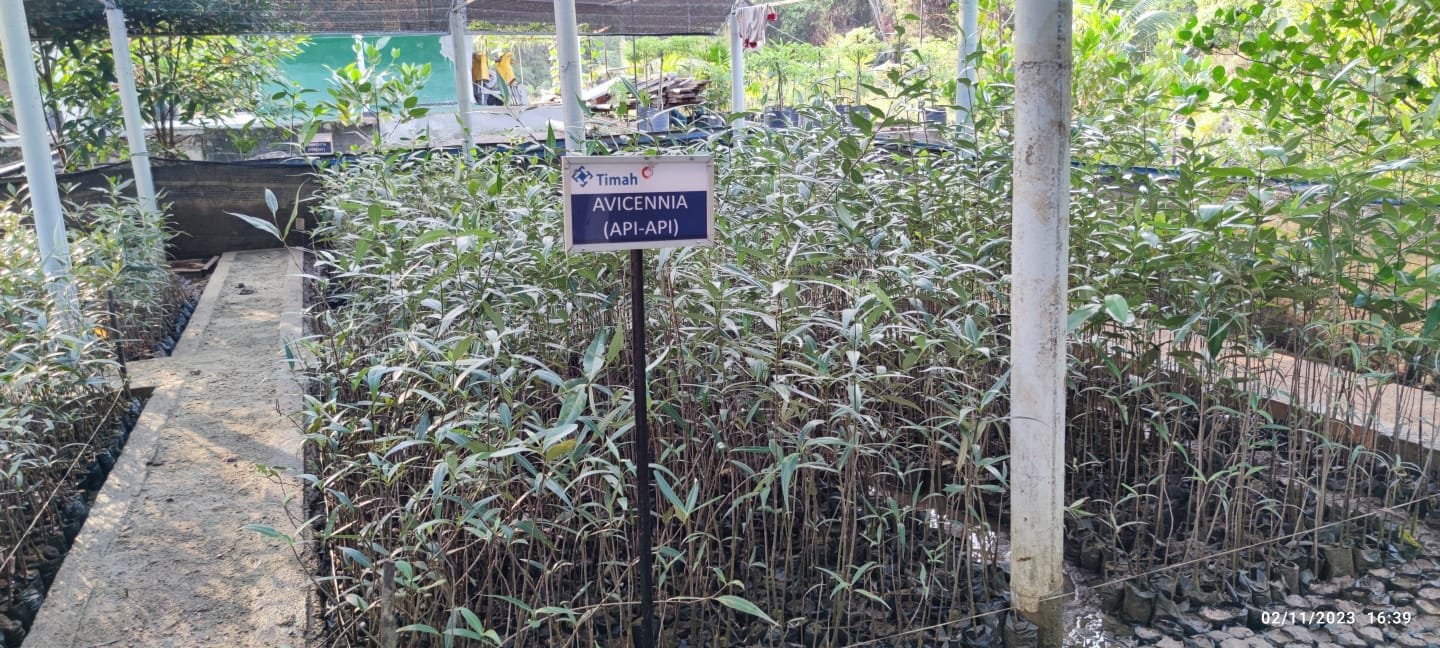 Pembibitan Mangrove PT Timah Tbk di Unit Produksi Kundur Pembibitan Tiga Jenis Mangrove   