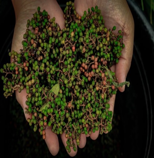 Petani Rempah di Danau Toba Naik Kelas Berkat KUR BRI