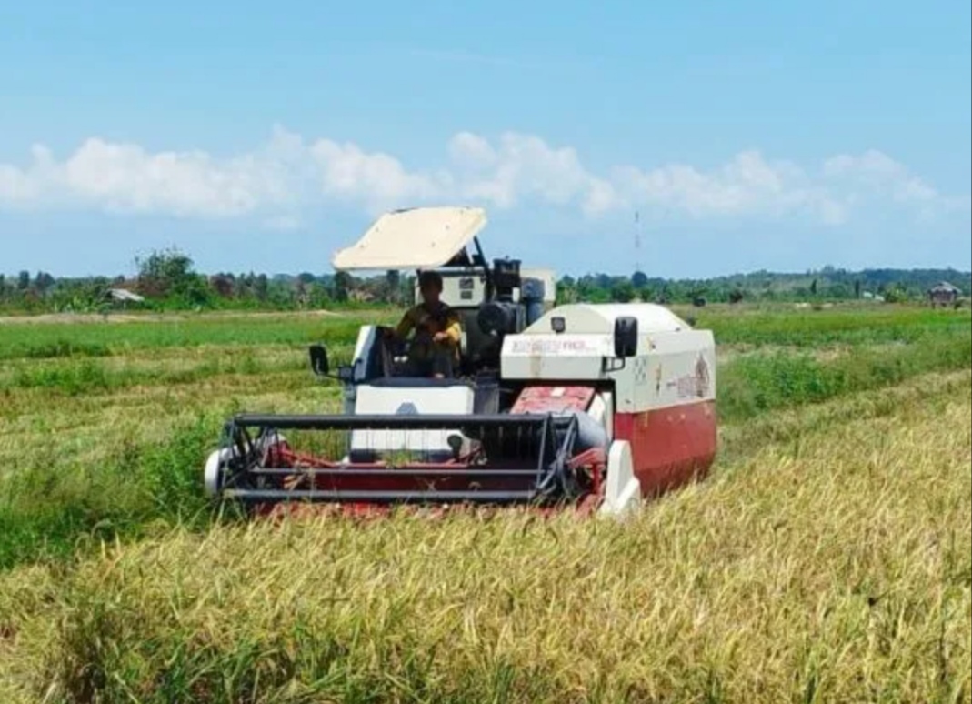 BMKG Ingatkan Petani Tak Tanam Padi Selama Kemarau Guna Cegah Puso