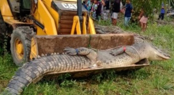  Selamat dari Terkaman Buaya,Traumanya Tak Kunjung Hilang