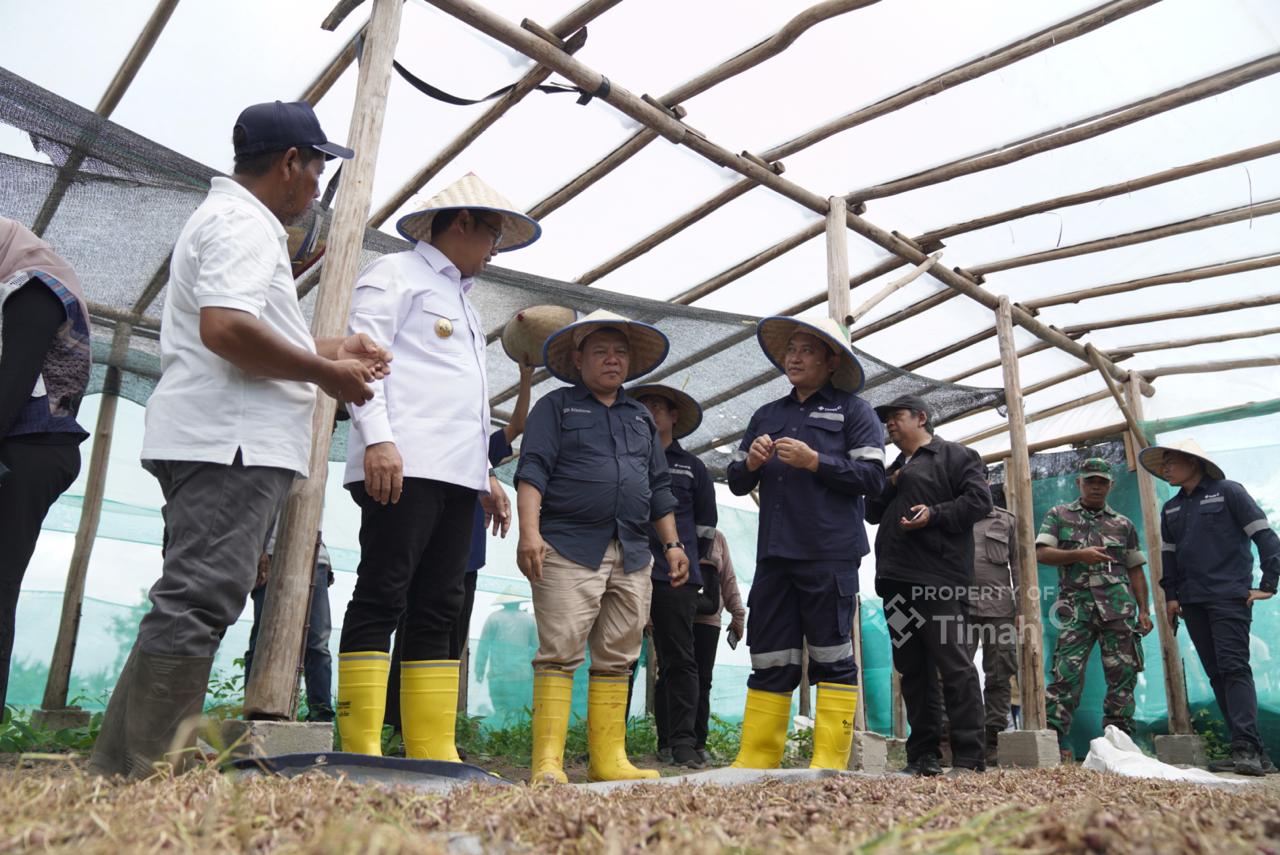 Panen Raya Bawang Merah, Pj Gubernur Babel Apresiasi Komitmen PT Timah Dalam Wujudkan Ketahanan Pangan Daerah