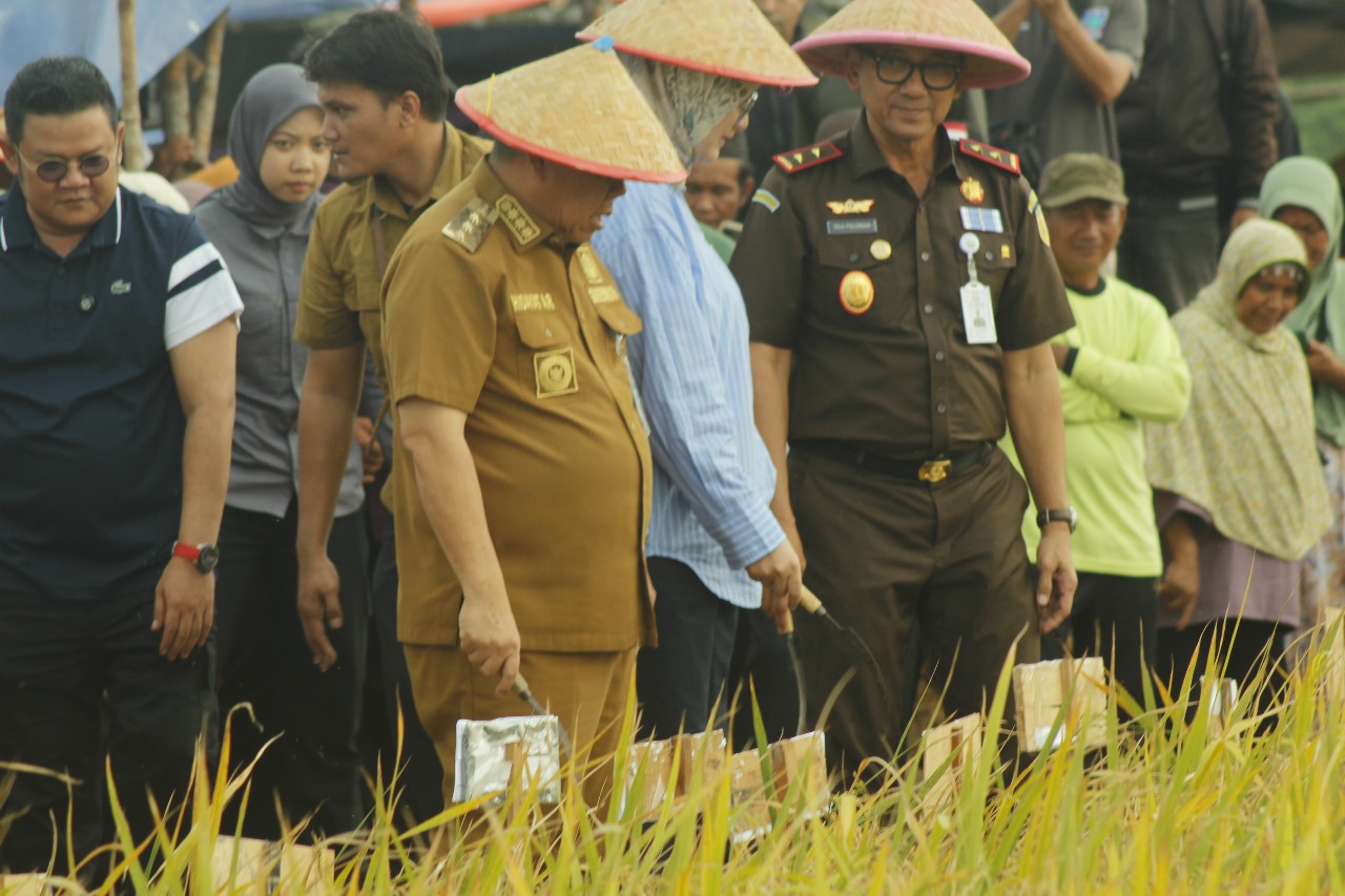 Bulog Stop Beli Gabah Rias, Gubernur Hidayat Arsani Akan Panggil Kepala Bulog Babel