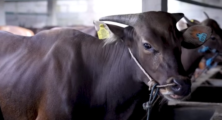 Pemprov Babel Perketat Pemasukan Ternak Jelang Hari Besar Keagamaan