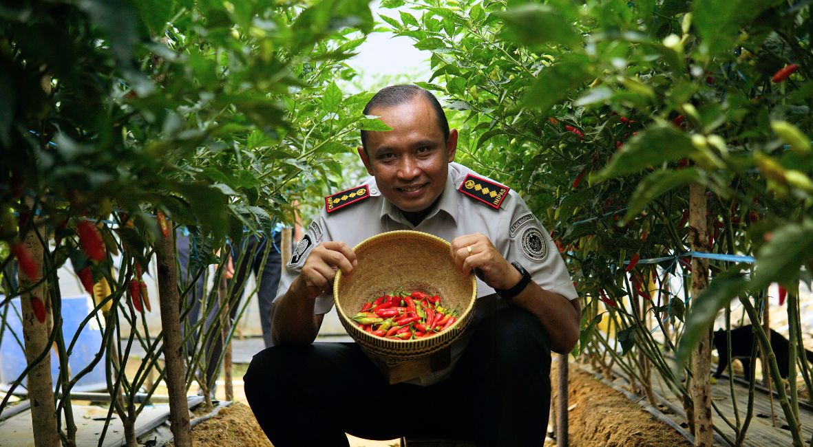 Lapas Pangkalpinang Panen Perdana 16 Kg Cabai Rawit di Lahan Marginal