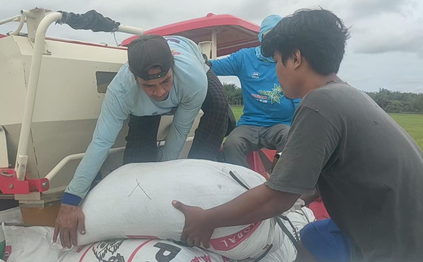 Akibat Serangan Hama, Panen Perdana IP 300 di Desa Rias Belum Maksimal 