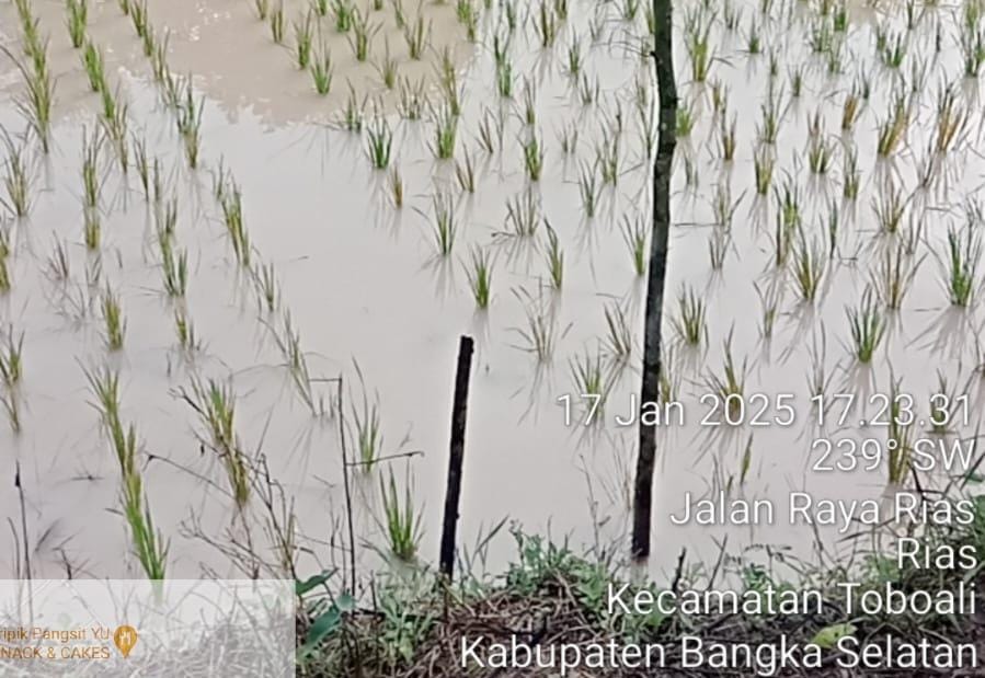 Empat Sawah Balai Benih Desa Rias Terendam dan Tercemar  Limbah, Diduga Limbah Tambang Ilegal 