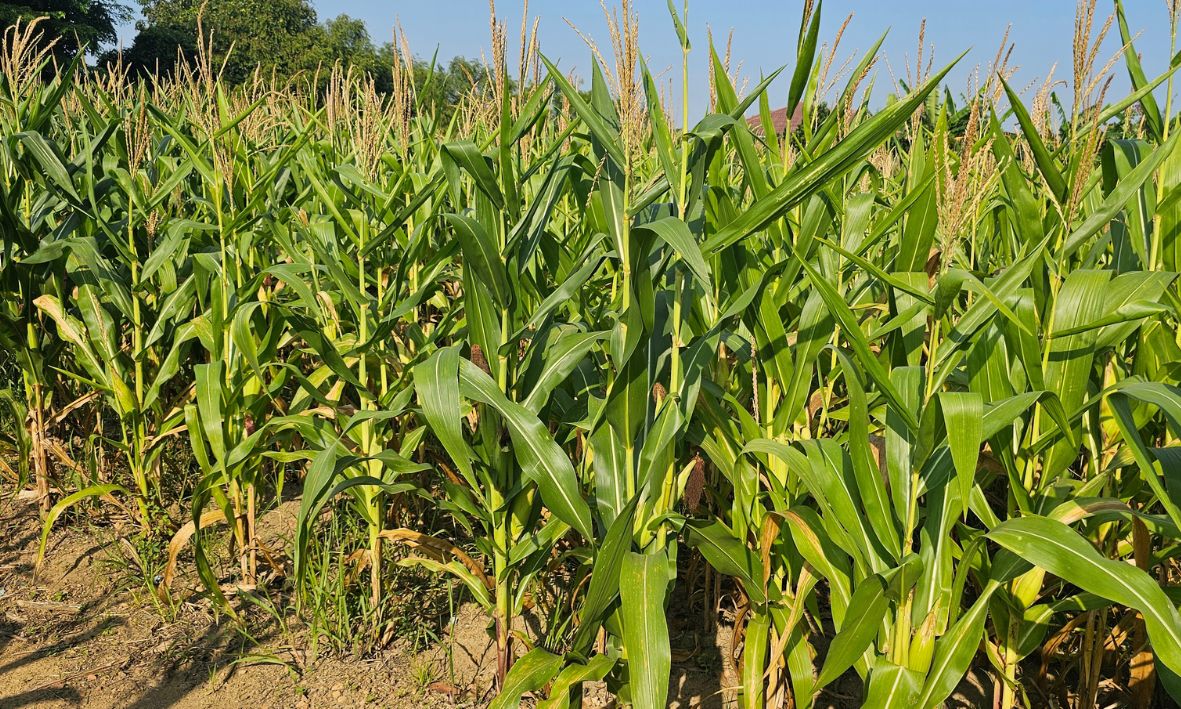 Jagung Pipil Siap Panen, Bukti Keberhasilan Pembinaan di Lapas Pangkalpinang