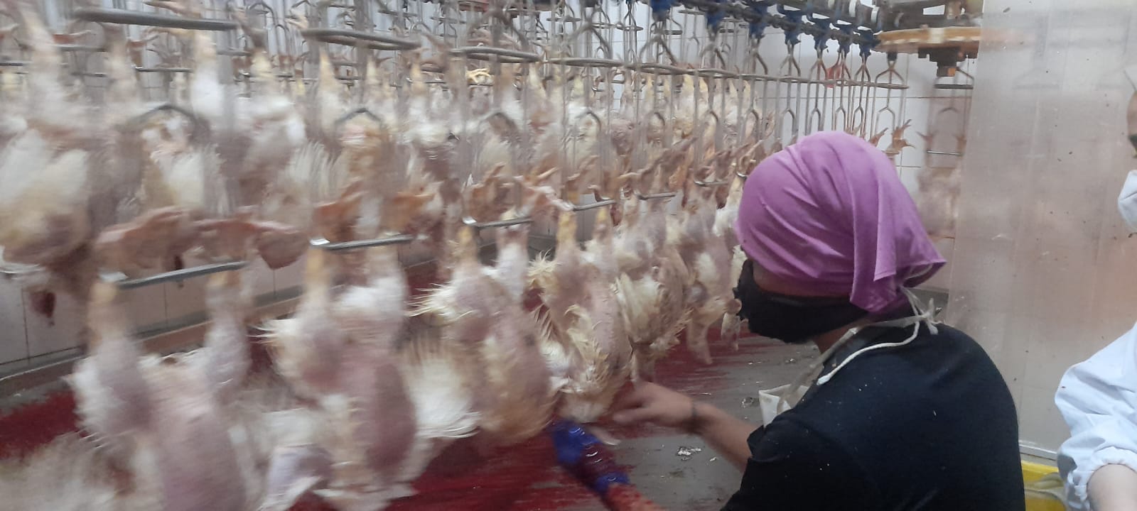 Produksi Ayam Potong Diproyeksi Surplus, KBI Ajak Pengusaha Manfaatkan Resi Gudang