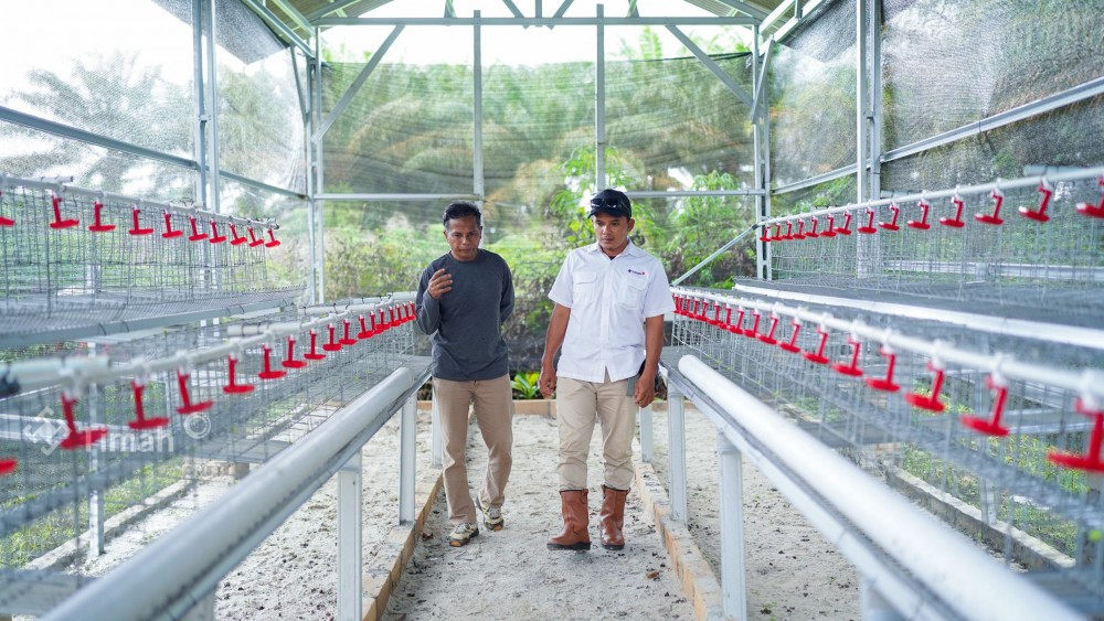 Dukung Ketahanan Pangan, PT Timah Serahkan Bantuan Usaha Budidaya Ayam Petelur di Bangka Barat