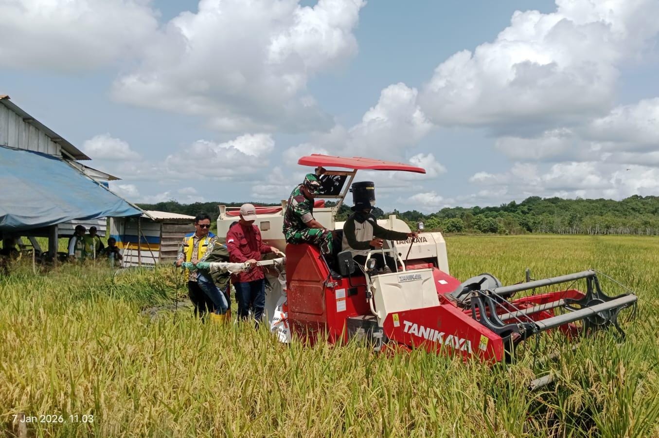 Program Benih Padi Mandiri, Gapoktan Dungun Raya Panen Bersama 