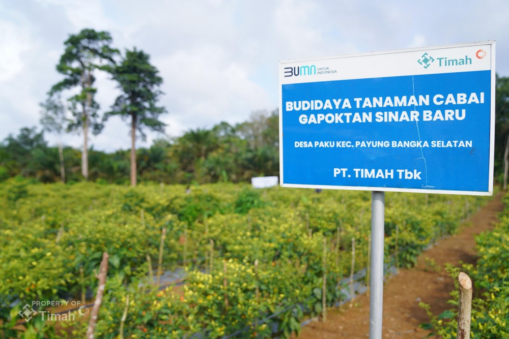 Dorong Ketahanan Pangan, Kolaborasi PT Timah dan Gapoktan Sinar Baru Hasilkan Panen Cabai Melimpah