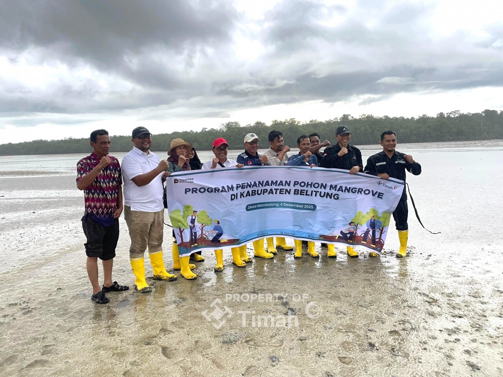 PT Timah Tbk Tanam Mangrove di Belitung, Perkuat Ketahanan Pesisir dan Ekonomi Masyarakat