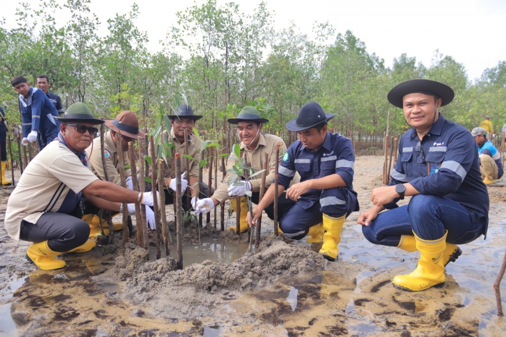 Kolaborasi dengan Masyarakat Desa Gemuruh, PT Timah Tbk Tanam Ribuan Mangrove di Pantai Batu Kucing 