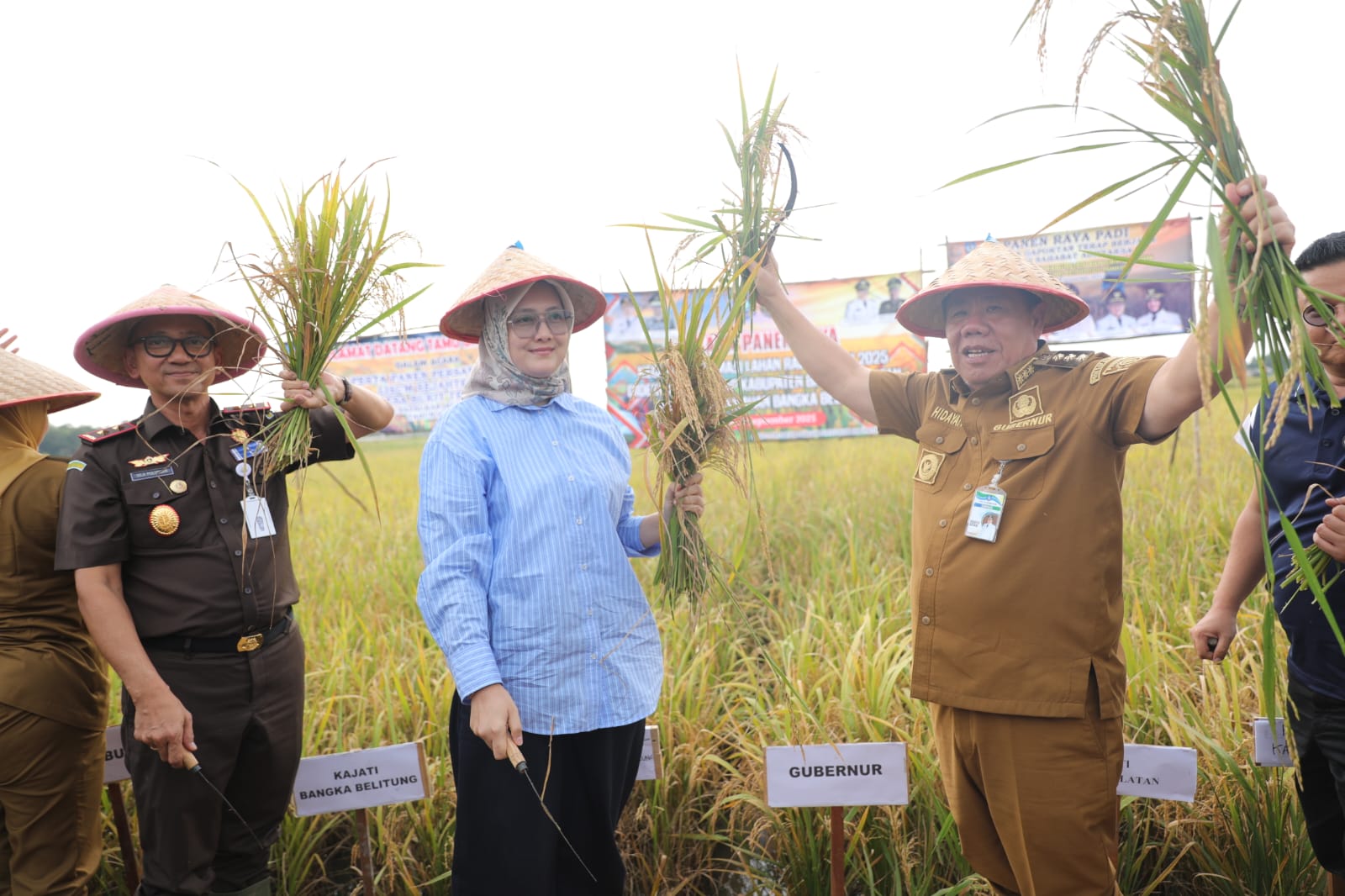 Pesta Panen di Persawahan Lisum Sejahtera, Gubernur Hidayat: Bukti Semangat Petani Desa Bukit Terap