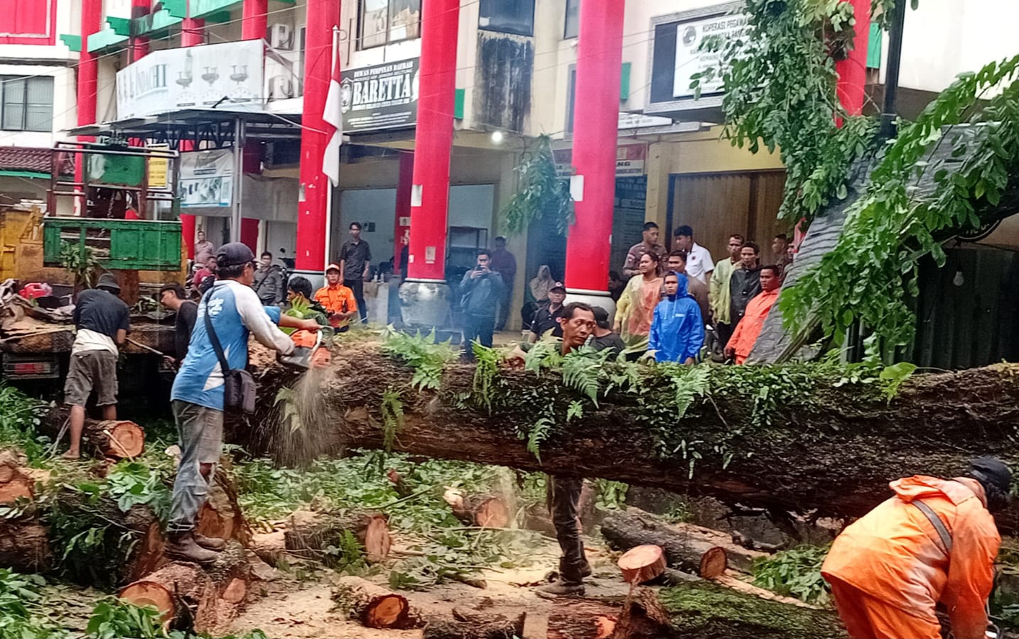 Pohon Tumbang Timpa Pengendara, Ibu dan Anaknya Tewas depan SD 42 Pangkalpinang