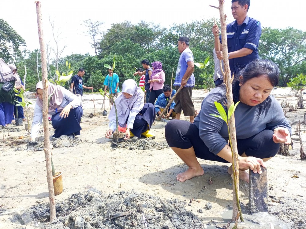 Gandeng Warga, PT Timah Tbk Kembali Tanam Mangrove di Pesisir Pantai Belo Laut