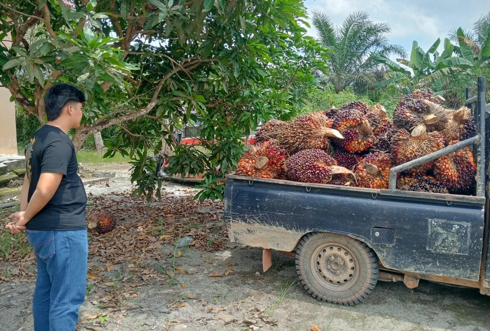 Polsek Airgegas Kembali Menangkap Ninja Sawit, 1,6 ton Jadi Barang Bukti 