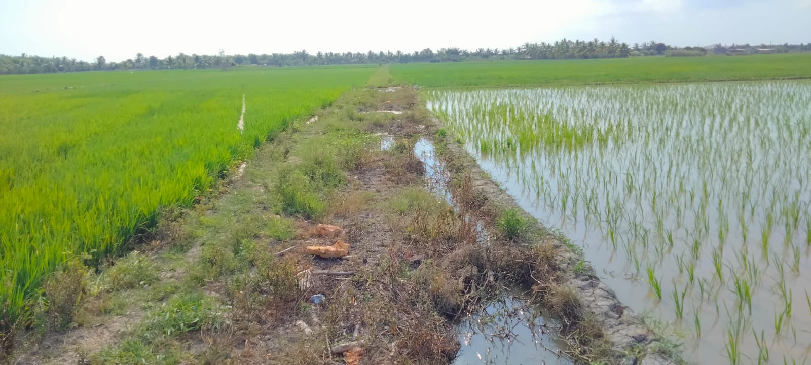 Jalan Produksi Sawah Rias Rusak Parah, Belasan Tahun Tak Diperhatikan