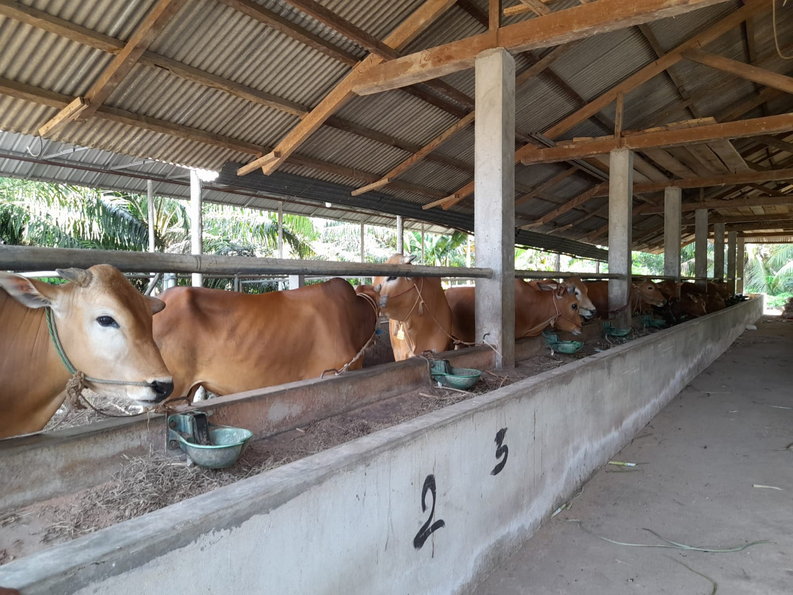 Jelang Idul Adha, Wabah LSD pada Sapi di Bangka Tengah Tak Ada Penambahan