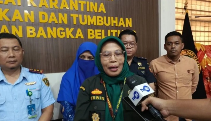 Babel Perketat Pasokan Babi Jelang Imlek