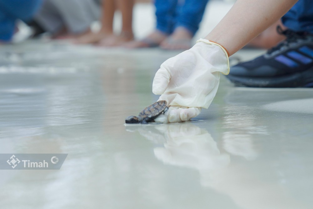 PT TIMAH Tbk Bersama Grup MIND ID dan BKSDA Sumsel Lepasliarkan Tukik Penyu Sisik di Belitung