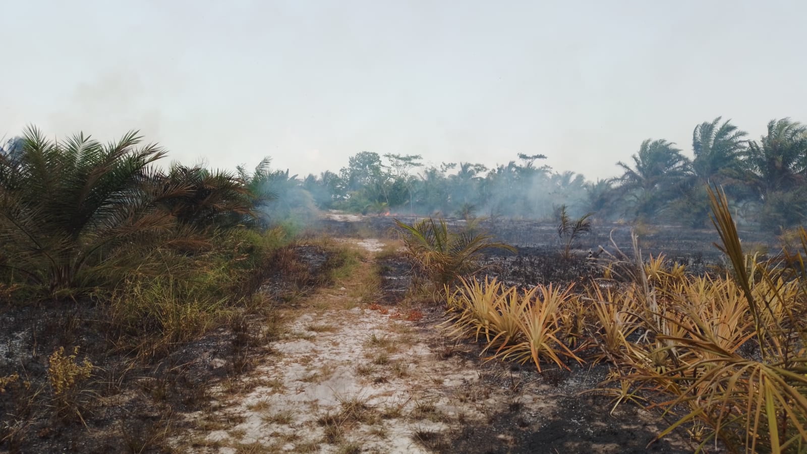 Api Bakar Sampah Meluas, Puluhan Batang Sawit Rias Terbakar 