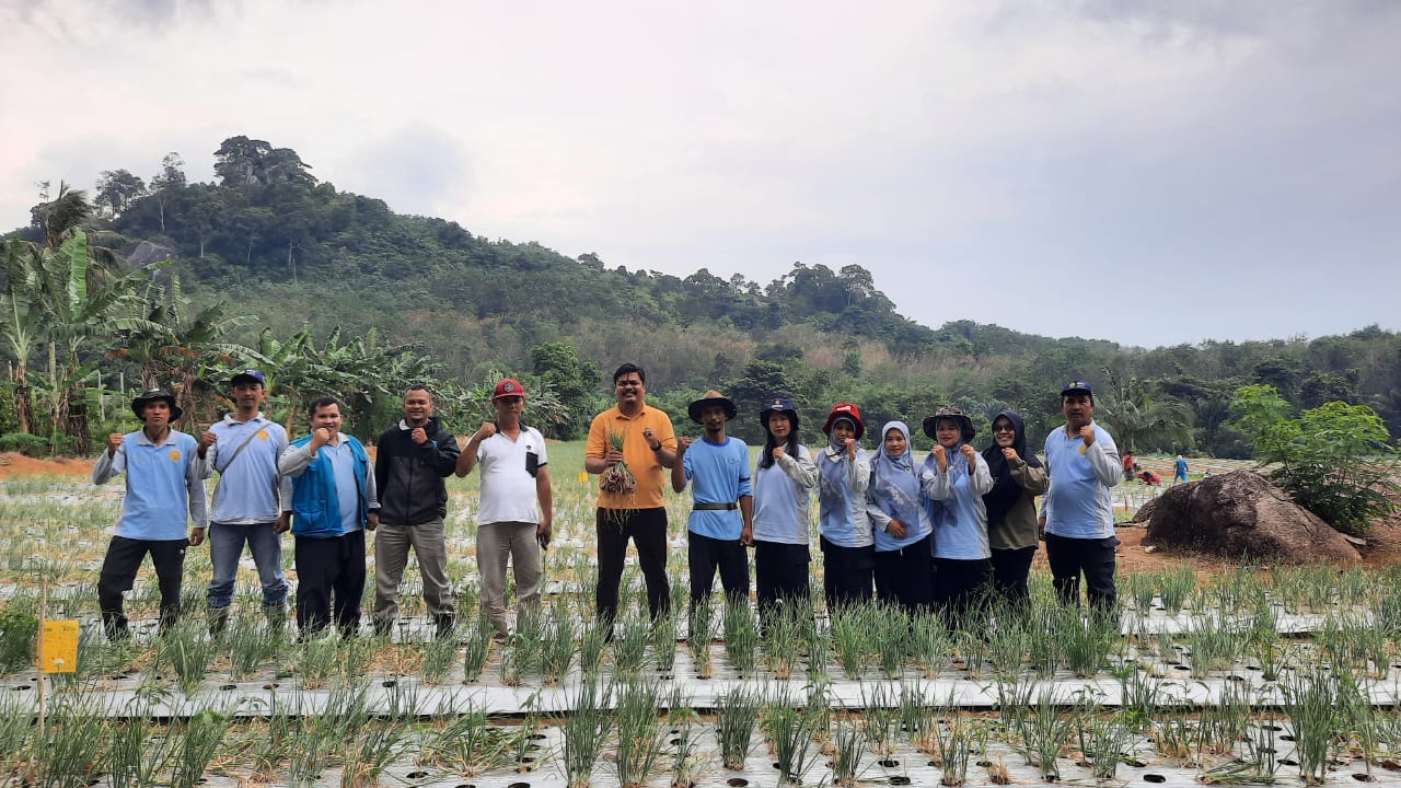 Petani Dusun Nadi Perlang Sukses Panen 2 Ton Bawang Merah